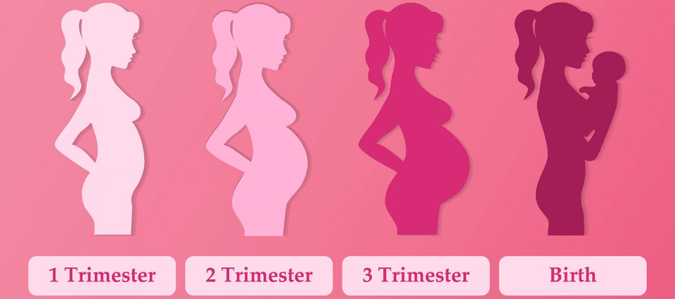 First Trimester of Pregnancy | Pregnancy Stages - Image Credit Beaumont Hospital