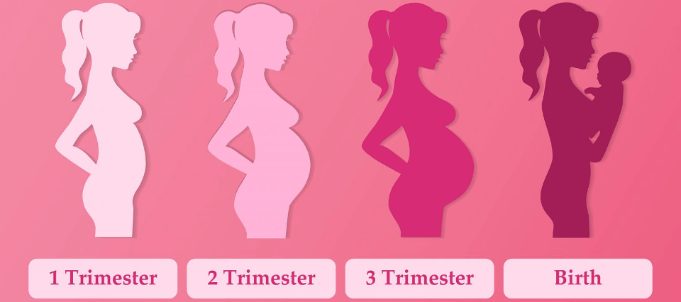 First Trimester of Pregnancy | Nurturing the Beginning - Sanggolcomfort